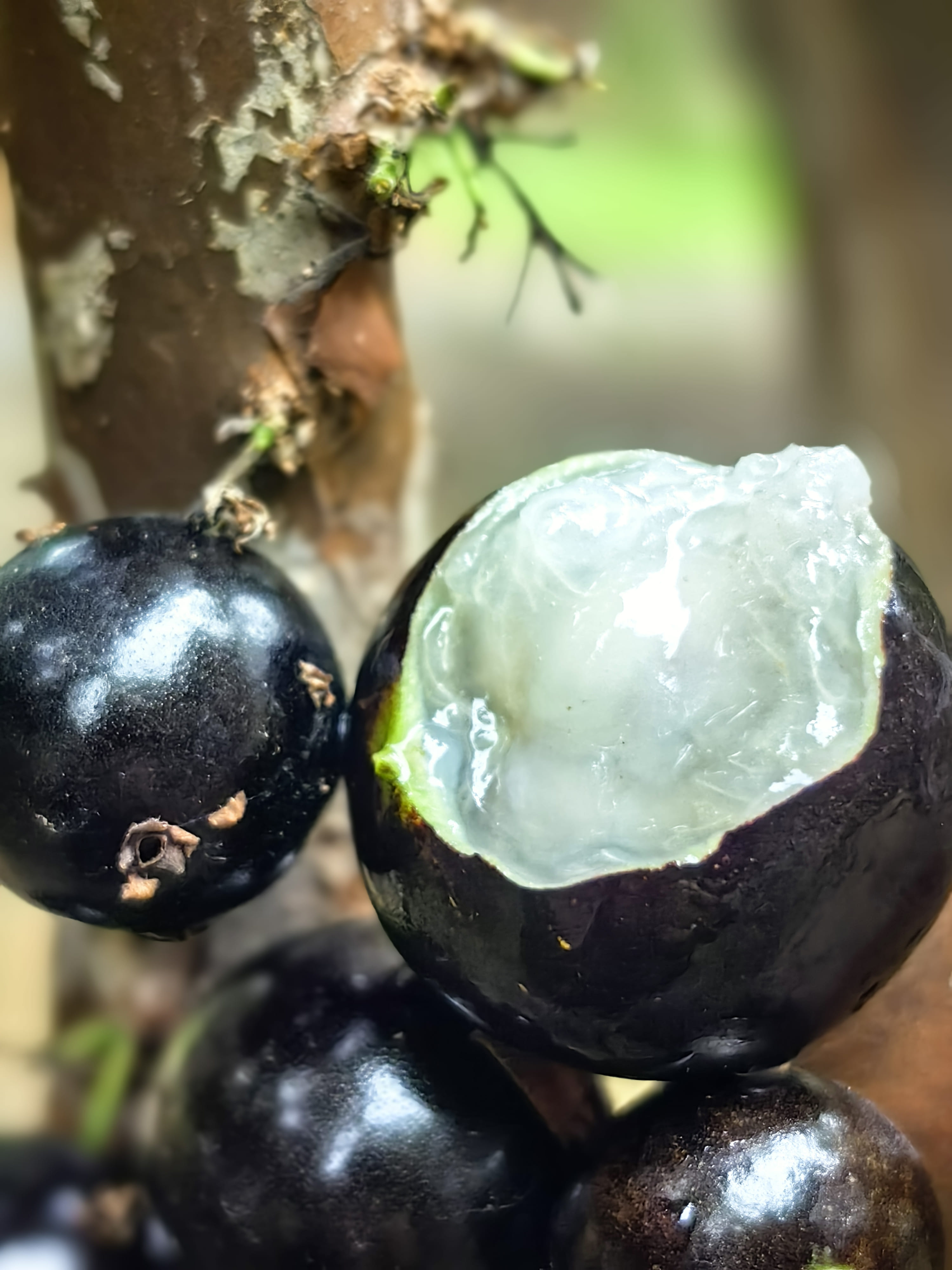 嘉寶果樹生態環境